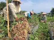 Gampong Lam Manyang penghasil bawang merah di Aceh Besar